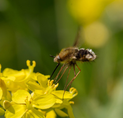 Gewone wolzwever - Bombylius major