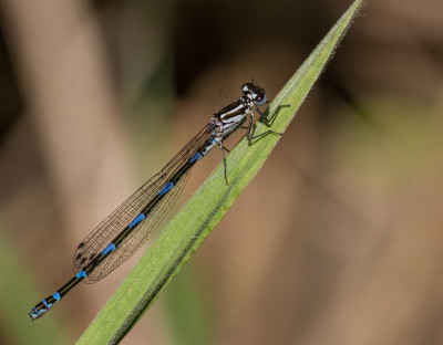 Variabele waterjuffer - Coenagrion pulchellum