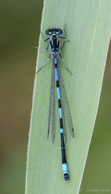 Variabele waterjuffer - Coenagrion pulchellum