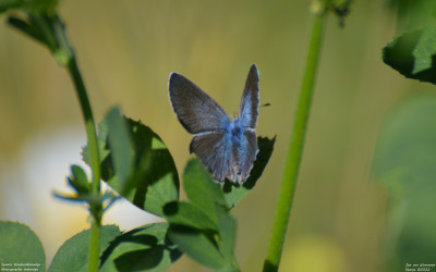 Spaans bloemenblauwtje - Glaucopsyche melanops - El Pardo-Viñuelas - Spanje