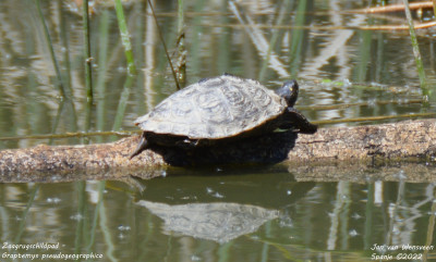 Zaagrugschildpad - Graptemys pseudogeographica -El Pardo-Viñuelas -Spanje