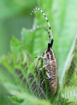 Distelbok / Gewone distelboktor - Agapanthia villosoviridescens