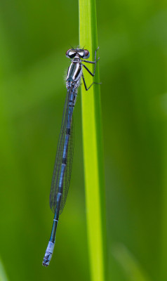 Azuurwaterjuffer - Coenagrion puella