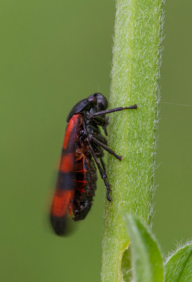 Bloedcicade - Cercopis vulnerata