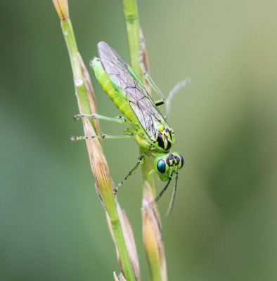 Rhogogaster viridis