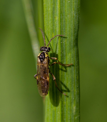 Aglaostigma fulvipes