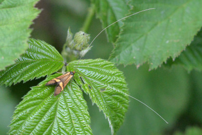 Geelbandlangsprietmot ♂