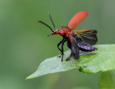 Roodkopvuurkever - Pyrochroa serraticornis