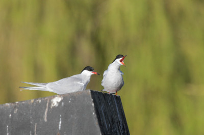 Visdief - Sterna hirundo