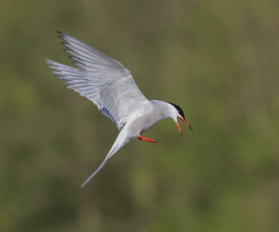 Visdief - Sterna hirundo