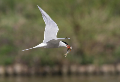 Visdief - Sterna hirundo