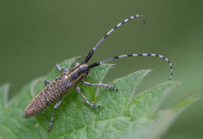 Distelbok / Gewone distelboktor - Agapanthia villosoviridescens