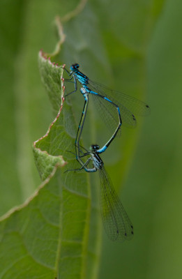 Variabele waterjuffer - Coenagrion pulchellum