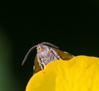 Brandnetelmotje - Anthophila fabriciana