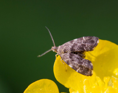 Brandnetelmotje - Anthophila fabriciana