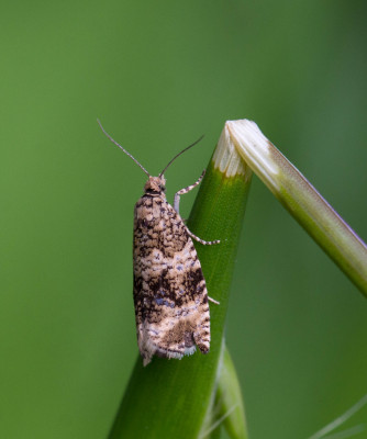 Brandnetelmotje - Anthophila fabriciana