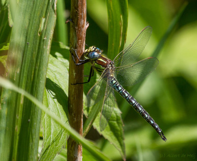 IMGL1696 Libellen en juffers, Odonata (libellen).jpg