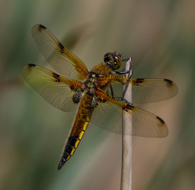 Viervlek - Libellula quadrimaculata