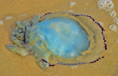 sized_Zeepaddenstoel vlissingen 07.08.2018.JPG