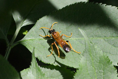 Tenthredo campestris