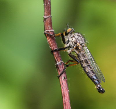 IMGL8337 Butterfly, Bee & Dragonfly.jpg