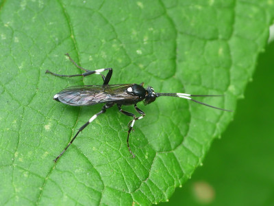 Achaius oratorius