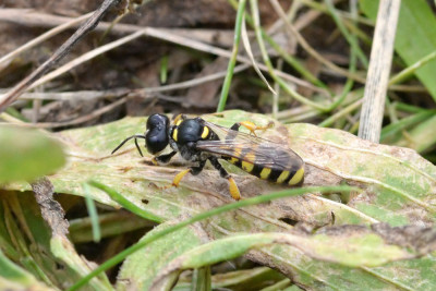 Grote zeefwesp (vrouw)