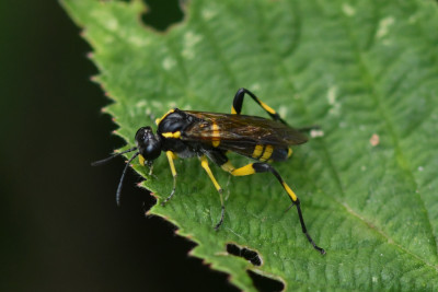 Macrophya montana