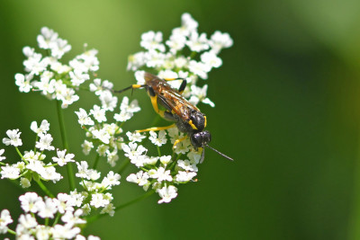 Macrophya montana