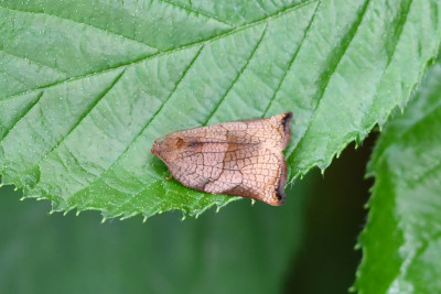 Grote appelbladroller ♀