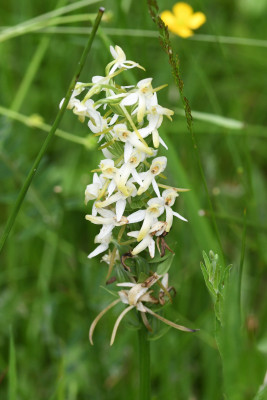 Welriekende nachtorchis