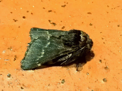 Zwarte herfstspinner