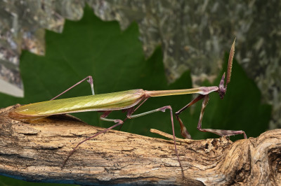 mantis 8.jpg