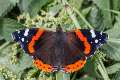 IMGL1211  Butterfly, Bee & Dragonfly.jpg