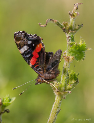 IMGL4824 Vlinders in Nederland, vlinders en overige insecten, flora en fauna, Close-up en macro ,  Butterflying Around the World.jpg