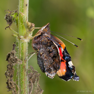 IMGL4734 Vlinders in nederland, flora en fauna  ,Butterflying Around the World.jpg