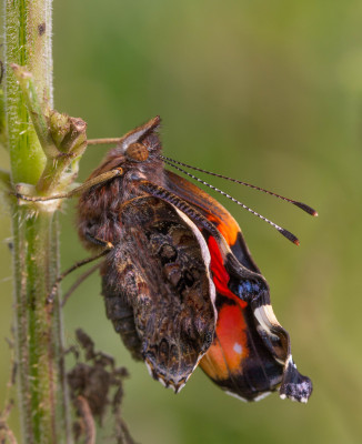 IMGL4751 Butterfly, Bee & Dragonfly.jpg