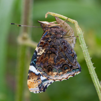 IMGL4654 Butterfly, Bee & Dragonfly.jpg