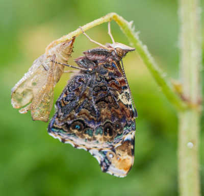 IMGL4601 Butterfly, Bee & Dragonfly  Vlinders in Nederland.jpg