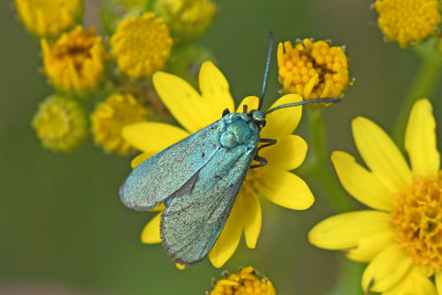 Metaalvlinder ♀