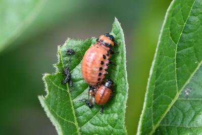 Coloradokever larven