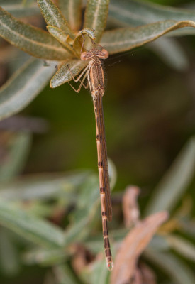 IMGL2665 Libellen & Juffers Odonata.jpg