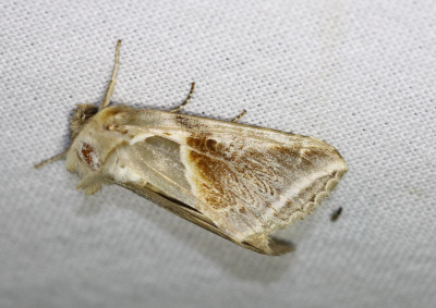 IMG_7416-2 Vuursteenvlinder (Habrosyne pyritoides).jpg