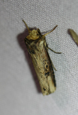 22 IMG_7405-2 Houtspaander (Axylia putris).jpg