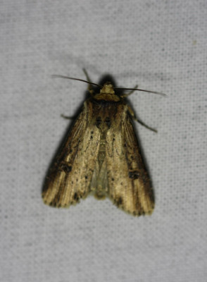 22 IMG_7508-2 Houtspaander (Axylia putris).jpg