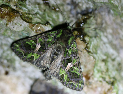 17 IMG_7370-2 Meldevlinder (Trachea atriplicis).jpg