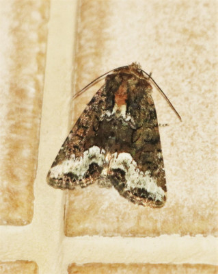 IMG_0258-2 Gelobt halmuiltje (Oligia strigilis).jpg