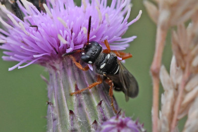 Cerceris interrupta ♀