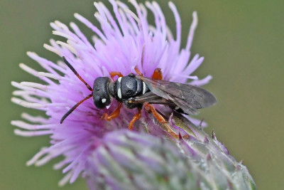 Cerceris interrupta ♀