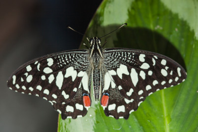 Papilio demoleus open vleugels